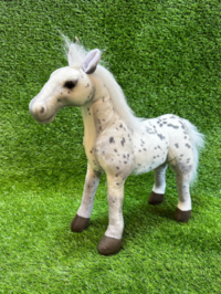 Grey Appaloosa Foal